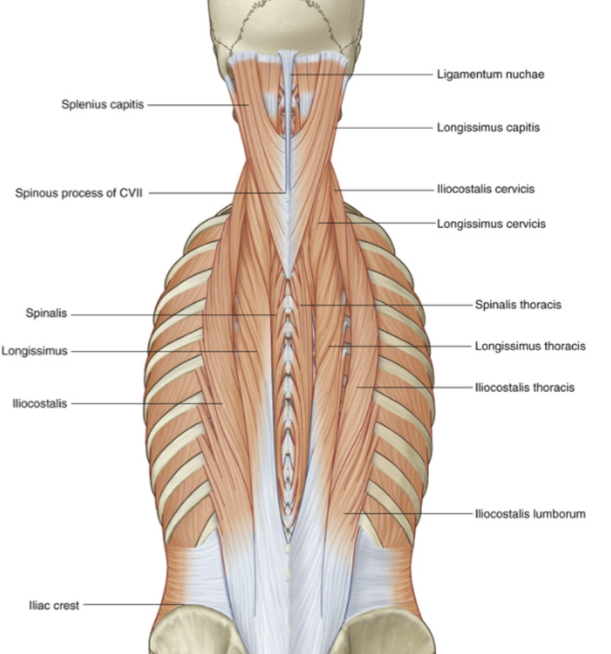 <p>mid back area:</p><ul><li><p>Bilateral movement: Primary extensor of vertebral column,</p></li></ul><p>straighten back and head</p><ul><li><p>Unilateral movement: bend vertebral column laterally</p></li></ul><p></p>