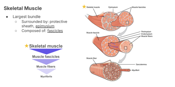 <ul><li><p>Largest bundle</p></li></ul><p>○ Surrounded by: protective sheath, <strong>epimysium</strong></p><p>○ Composed of: <strong>fascicles</strong></p>