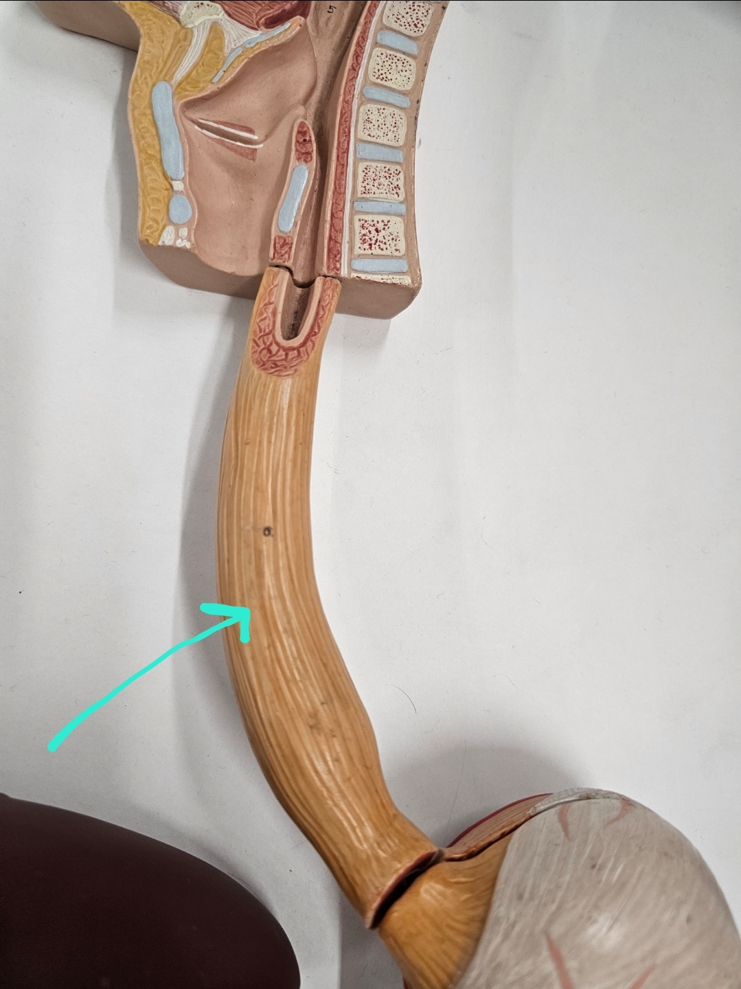 <p>Qual é o nome?</p>