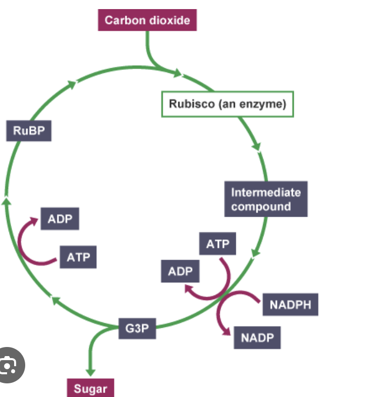 <ul><li><p>Uptake CO2 by 5c <strong>Ribulose bisphosphate </strong>- <strong>Rubisco → </strong>unstable 6c </p></li><li><p>Splitting occur 2× 3c <strong>glycerate-3 phosphate</strong></p></li><li><p><strong>ATP </strong>and <strong>reduced NADP</strong> (from light dependent used) reducing </p></li><li><p>2x <strong>Triose phosphate </strong>3c (glucose→ starch)</p></li><li><p>Regeneration <strong>ribulose phosphate 5c</strong> → ribulose bisphosphate (require ATP)</p></li></ul><p></p>