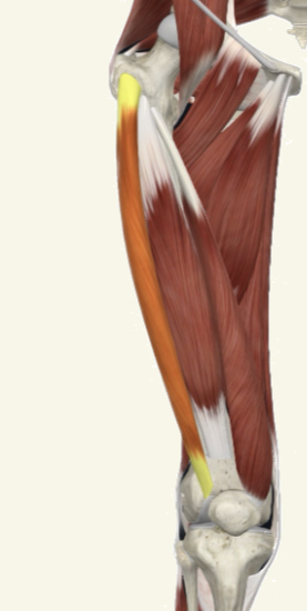 <p>vastus lateralis Actions</p>