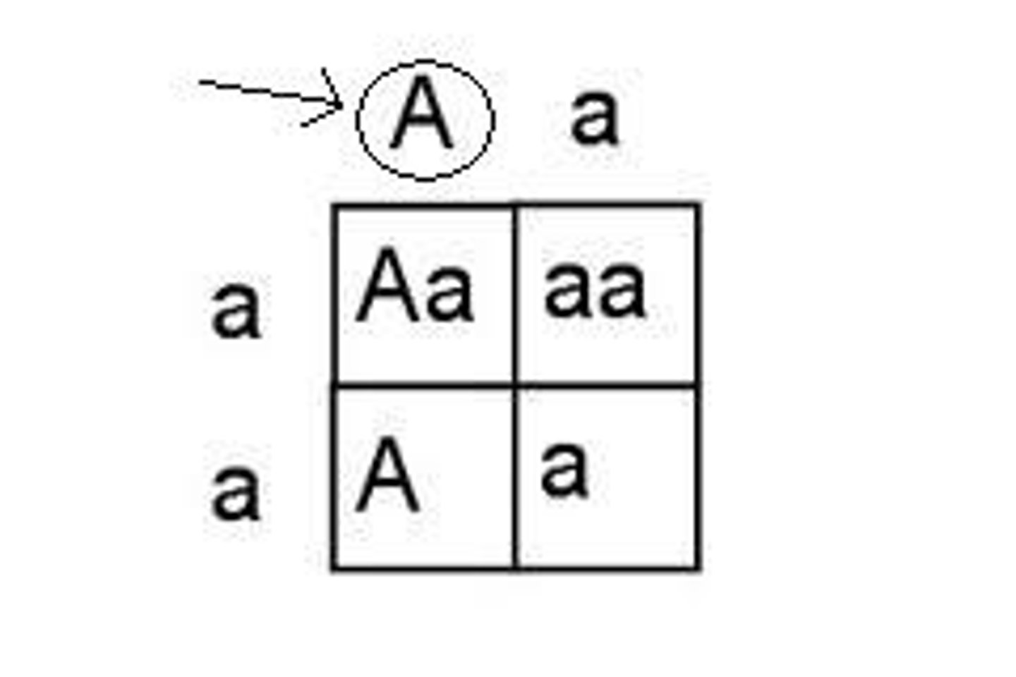 <p>- Pattern of inheritance in which, when a child receives different alleles, only the dominant one is expressed.</p><p>-Only one copy is needed for the trait to appear.</p><p>Example: Brown eyes usually dominate blue eyes.</p>