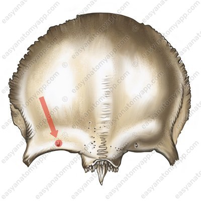 <p>Opening in the frontal bone for nerves and vessels </p>