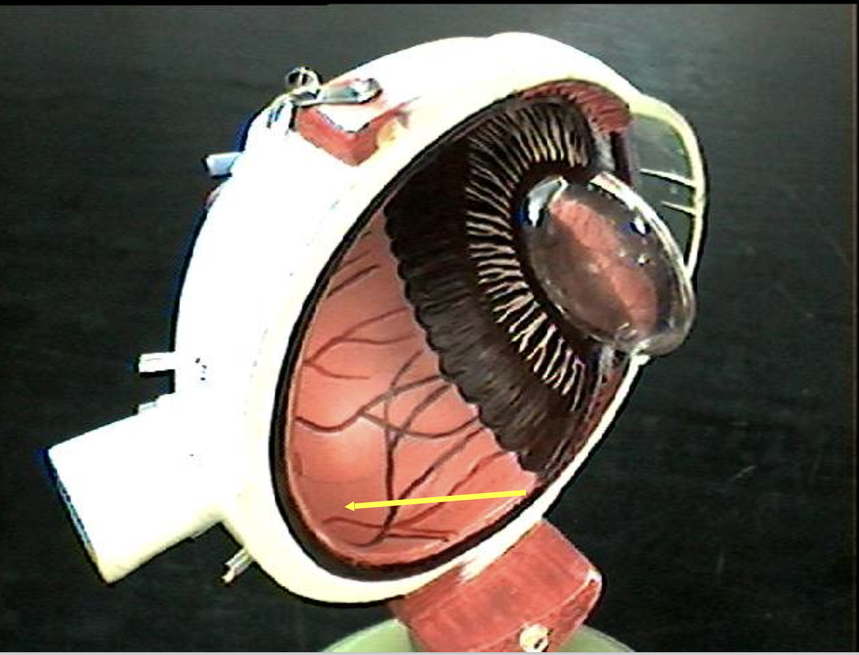 <p>Identify the eye parts. </p>