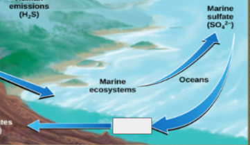 <p>sulfur cycle: name the step </p>