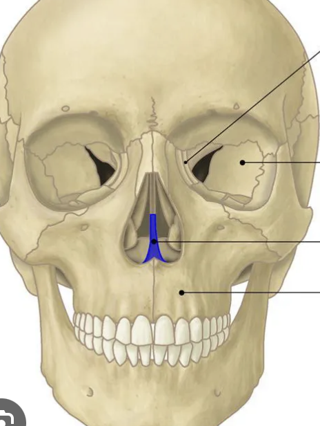<p>highlighted blue</p>