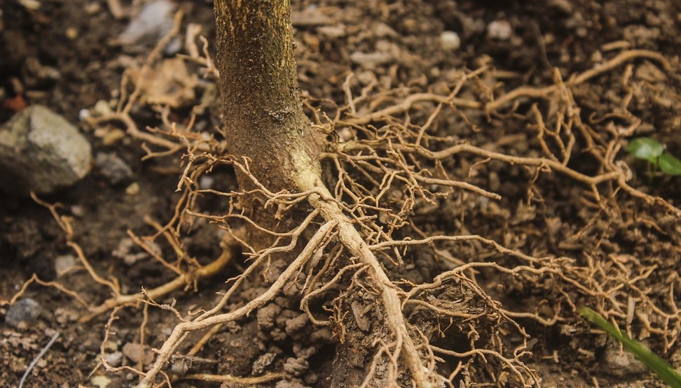 <p>deep-rooted (a) <span>/ˌdiːp ˈruːtɪd/</span></p>