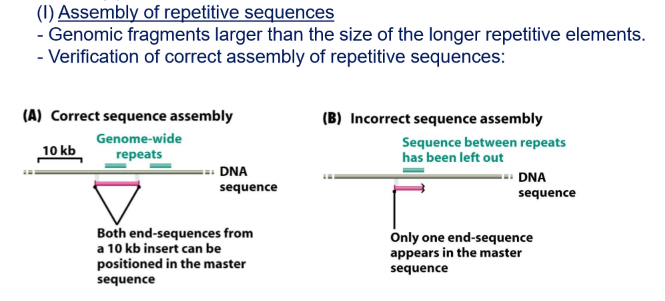 <p>They used public information from the other project to design forward and reverse primers of the repeats, if they did not find the product in the final assembly it meant that they had lost that sequence</p>
