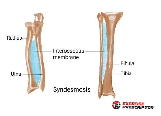<ul><li><p>bones bound by a sheet of dense CT (intraosseus membrane) or a bundle of dense CT (interosseous ligament) </p></li><li><p>ampiarthrotic: slightly moveable </p></li></ul><p></p>