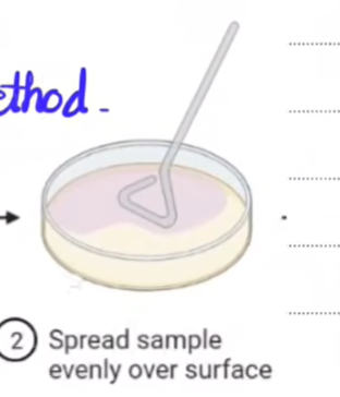 <p>- use cotton bud to remove bacteria from culture</p><p>- make sure cotton bud is sterilised<br>- use of (glass) spreader to make lawn<br><br>[in diagram]</p><p></p>