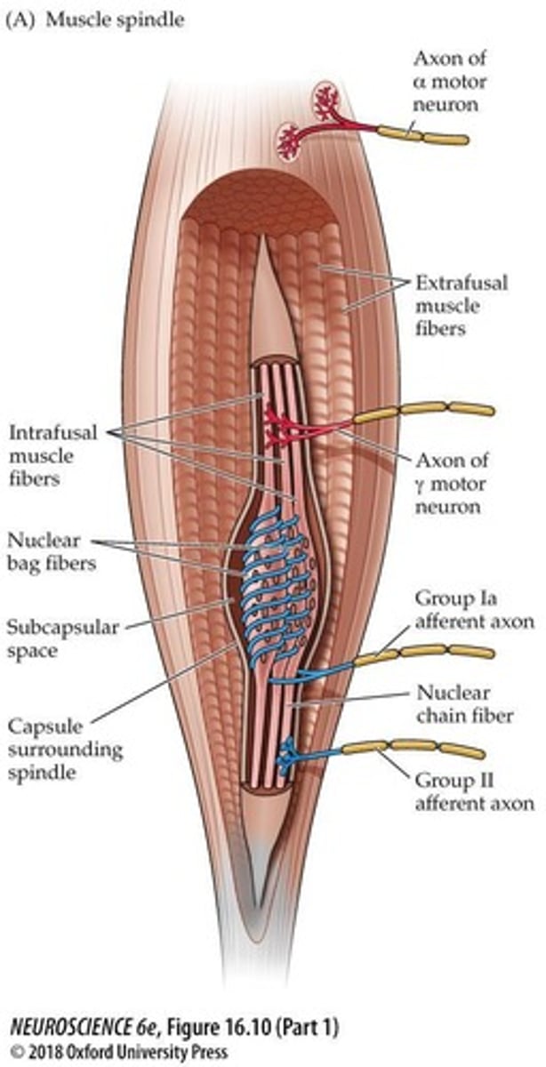 <p>Encapsulated afferent nerve endings located at the junction of muscle and tendon, innervated by a single Ib afferent nerve.</p>