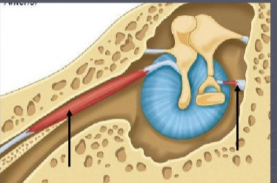<p>tensor tympani- attached to the malleus</p><p>stapedius- attatched to the stapes</p><p>both protect the inner ear from damage caused by loud noises (e.g. chewing, shouting)</p>