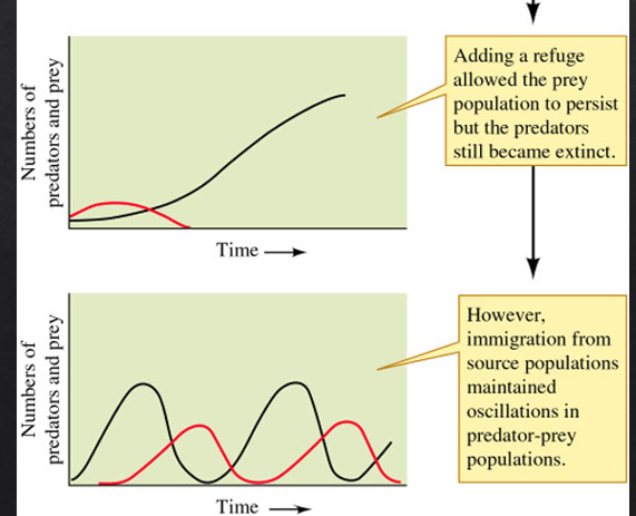<p>Oscillations were maintained. However, refuge alone is not enough to sustain oscillations. It merely maintained it.</p>