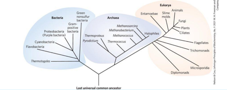 <p><strong><u>Phylogeny of the Three Domains of Life (associated with different types of cells)</u></strong></p><ul><li><p>___________: All eukaryotic organisms </p></li></ul><p></p>