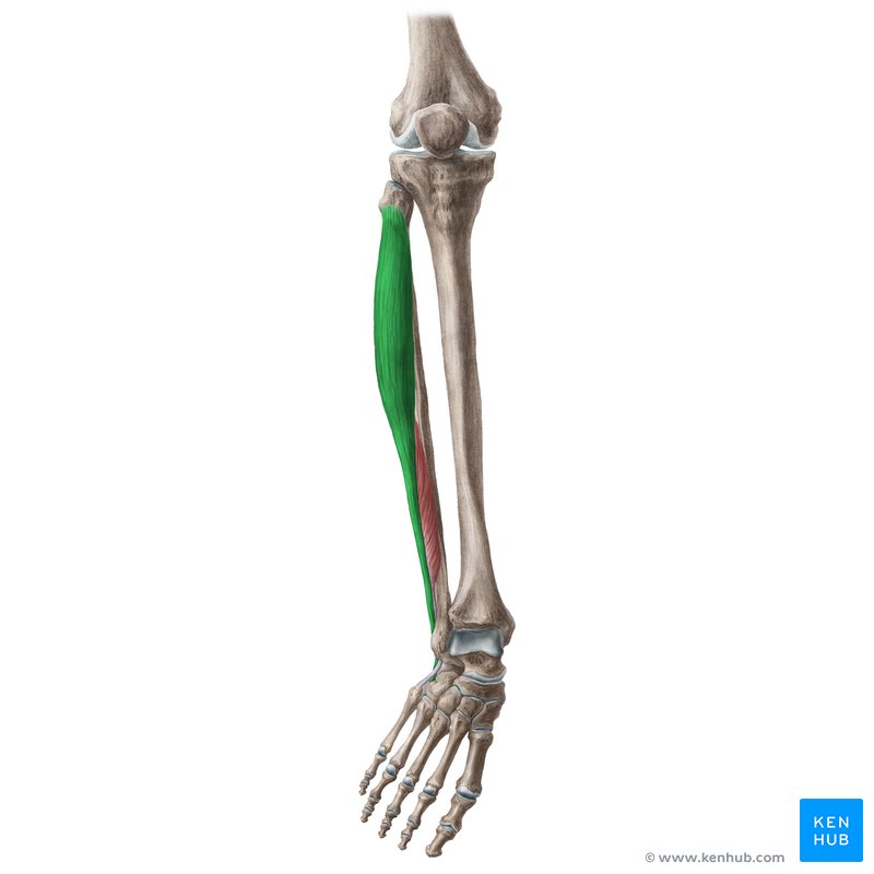 <p>Proximal Attachment (O): Head and superior two thirds of lateral surface of fibula</p><p>Distal Attachment (I): Base of 1st metatarsal and medial cuneiform</p><p>Nerve: Superficial fibular nerve (L5, S1, S2)</p><p>Action: Everts subtalar joint and weakly plantarflexes ankle joint</p>