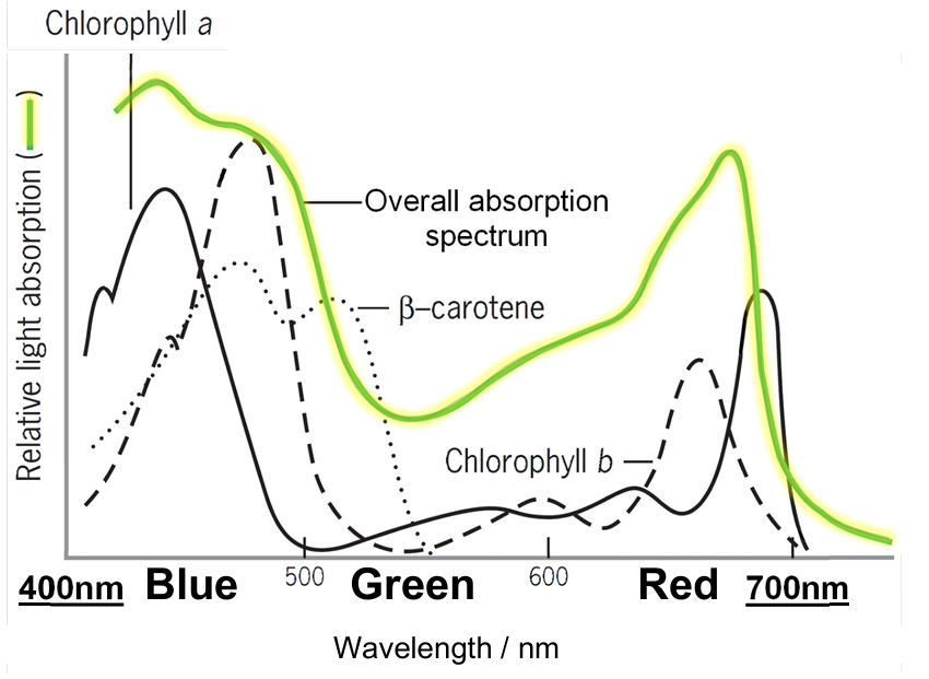 <p><strong>absorption spectrum: graph of amount of light energy absorbed for each pigment at each wavelength (λ)</strong></p><ul><li><p>various pigments (e.g. chlorophyll a, chlorophyll b, β-carotenes) absorb light energy from a range of 400 to 700nm</p><ul><li><p>blue and red light brings about high rate of photosynthesis</p></li></ul></li><li><p>single chloroplast contains thousands of photosystems → each is a cluster of photosynthetic pigments embedded in thylakoid membranes of chloroplasts</p></li><li><p>all wavelengths of visible white light, except green, are absorbed</p><ul><li><p>chlorophylls a and b absorb light energy from both blue (400-500nm) and red (600-700nm) regions</p></li><li><p>β-carotene and xanthophyll absorb light energy from blue (400-500nm)</p></li></ul></li></ul><p></p>