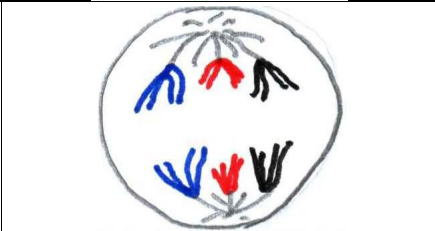 <p>Les deux chromosomes doubles de chaque paire sont séparés grâce au fuseau méiotique et migrent vers pôles opposés de la cellule.</p>