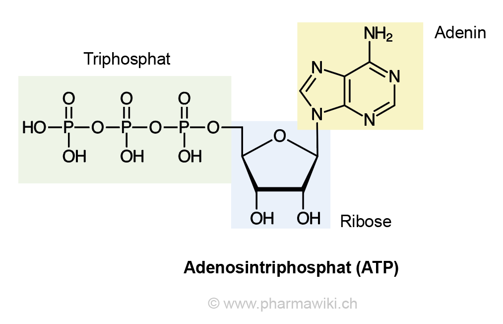 <p>ATP dient als Baustein für DNA, RNA, Coenzyme und cAMP.</p>