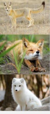 <p>Dogs, coyotes, foxes.</p>