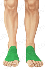 <p>top of foot</p>