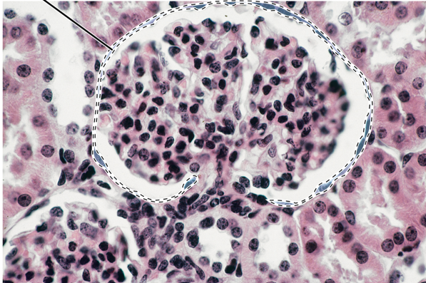 <p>Name for Cell</p>