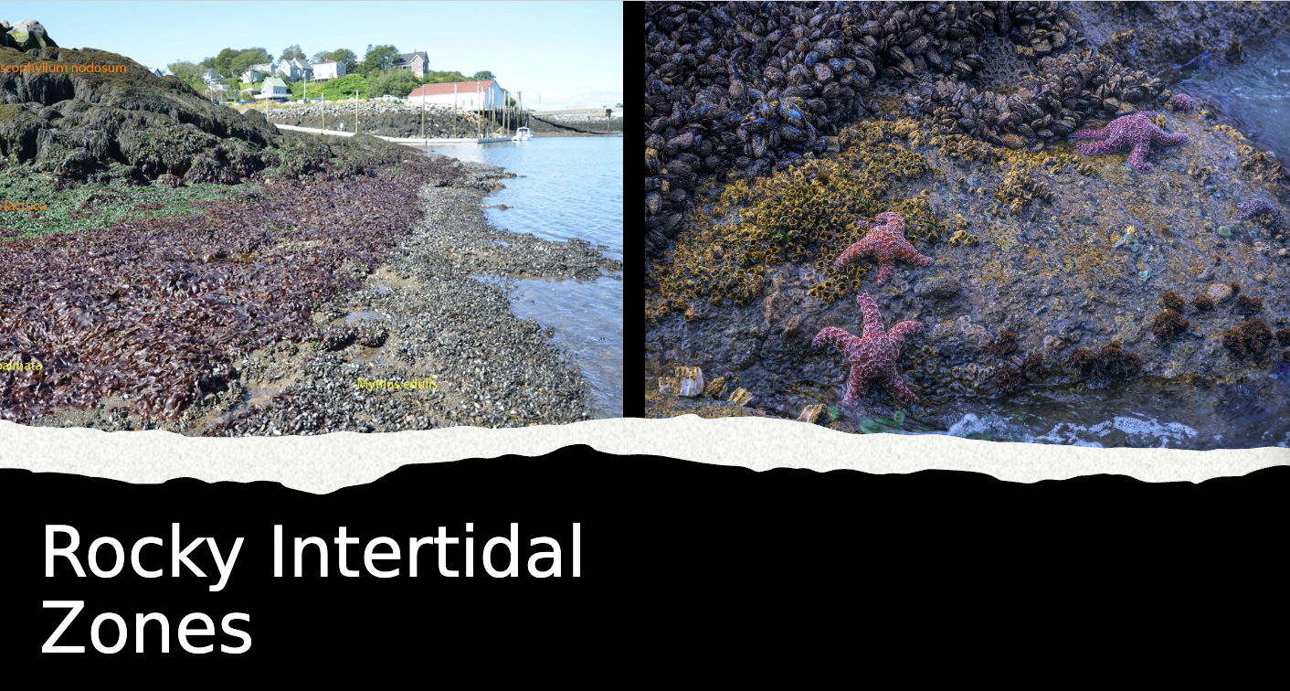 <p><strong>Rocky Intertidal</strong></p>