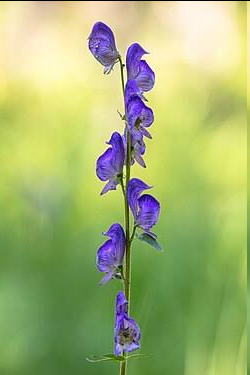<p>A tall, spindly, moisture-loving perennial herb found in western North America. It is highly recognizable by its deep blue, purple, or sometimes white/yellowish flowers, which feature five petal-like sepals with the topmost shaped into a distinctive, cone-like hood or helmet.</p>