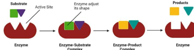 <p>(Enzyme Model) </p><ul><li><p>Usually has the tendency to attach to the conformational changes based on the substrate</p></li><li><p>Both the substrate enzyme’s active site undergoes conformational changes up until the substrate is fully attached to the enzyme.</p></li></ul><p></p>