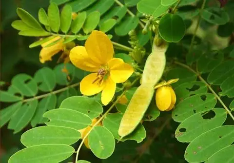 <p>Sous-arbrisseau des Fabaceae dont les folioles et fruits contiennent des sennosides utilisés comme purgatifs anthracéniques.</p>