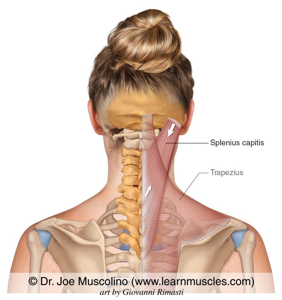 <p>Splenius capitis (Think of a strip of muscle connecting from the medial border of the back to where a cap (hat) would end behind the head.)</p>