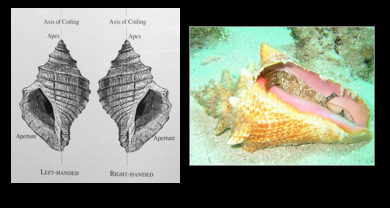 <p>What Phylum, Class, and type of coiling is this?</p>