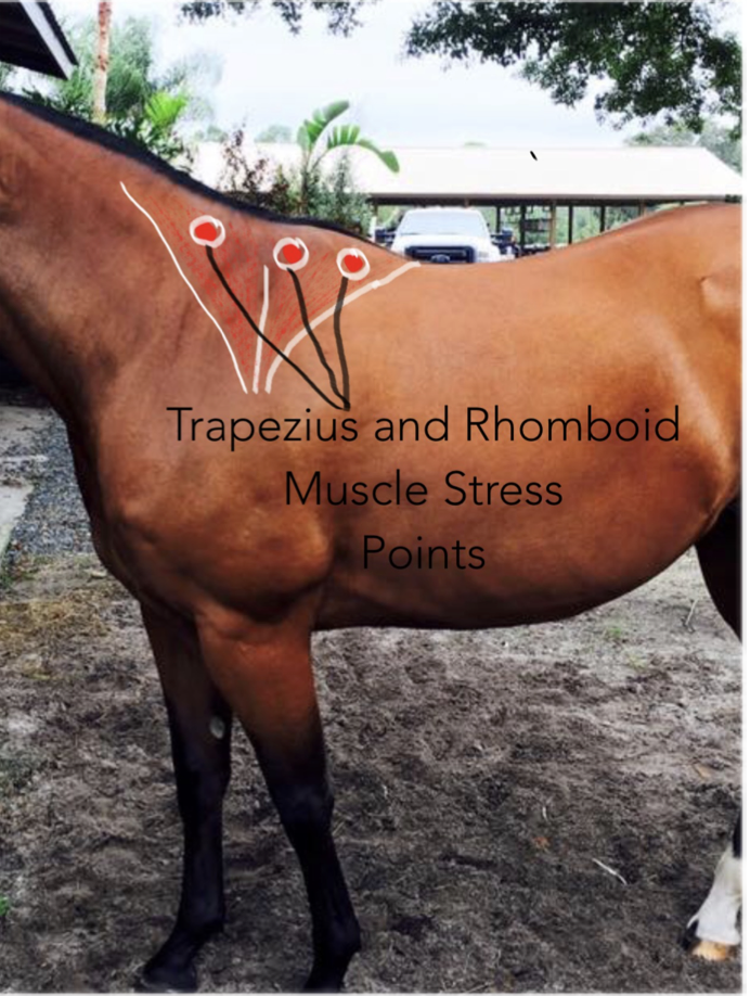<p>Trapezius and Rhomboid muscle; related to movement of scapula.</p>