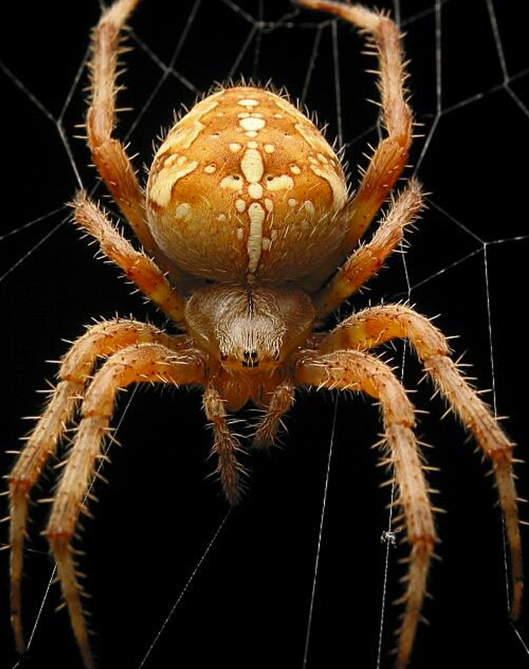 <p>Orde Araneae (spinnen) vb</p>