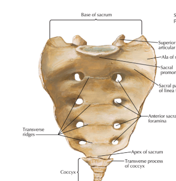 <p>S1 - S5 combine together to form this one structure. Contain anterior and posterior foreamen (the holes that look like they were drilled into the bone) - these are for the lower dorsal and ventral rami, which turn into the lumbrosacral plexus and the sciatic nerve. Triangular vertebral foreamen</p>