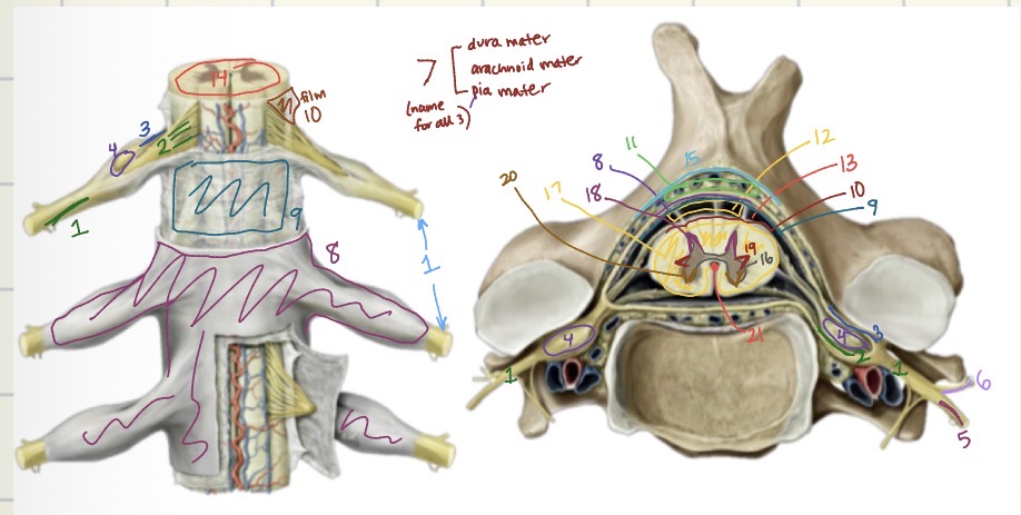 <p>17</p>