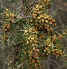 <img src="https://assets.knowt.com/user-attachments/6ddef63f-75d5-4e7a-9568-43f69d679a87.png" data-width="100%" data-align="center"><p>Geef het geslacht.</p>