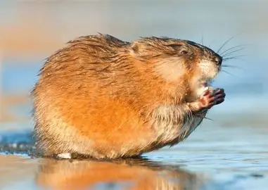 <p>Muskrat</p>