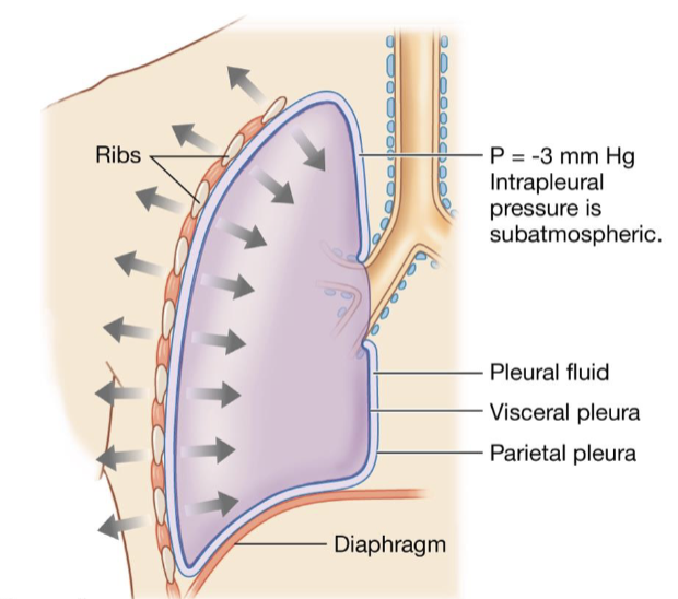 <ul><li><p>negative pressure inside pleural sac is due to:</p><ul><li><p>developmentally created in utero</p></li><li><p>chest wall elasticity</p></li><li><p>elastic recoil of lungs</p></li><li><p>resistance of pleural fluid to being “stretched”</p></li></ul></li><li><p>pressure is opposing direction because of the lungs’ elasticity</p></li><li><p>when the rib cage expands, the lungs are going to go with it because its anchored o that pleural sac, but the elasticity of the lungs wants to snap back so that the pressure is the opposing direction</p></li></ul><p></p>