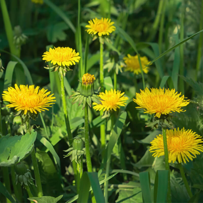 <ul><li><p>Deeply toothed basal leaves</p></li><li><p>Bright yellow flower heads spring through summer</p></li><li><p>White puffball seed heads</p></li><li><p>Hollow stalks with milky sap</p></li><li><p>Lawns, trails & disturbed soil</p></li></ul><p></p>