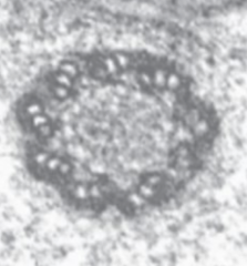<p>What is the structure pictured?</p>