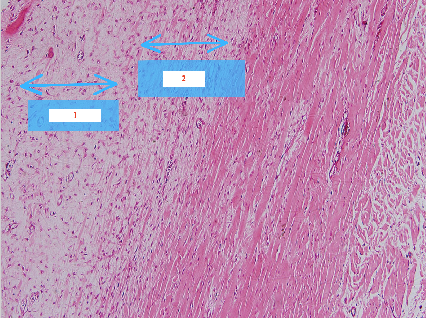 <p>Lớp gì - Cấu trúc gì ?</p>