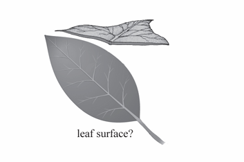 <p>A leaf surface that is level and horizontal without ridges or rolls.</p>