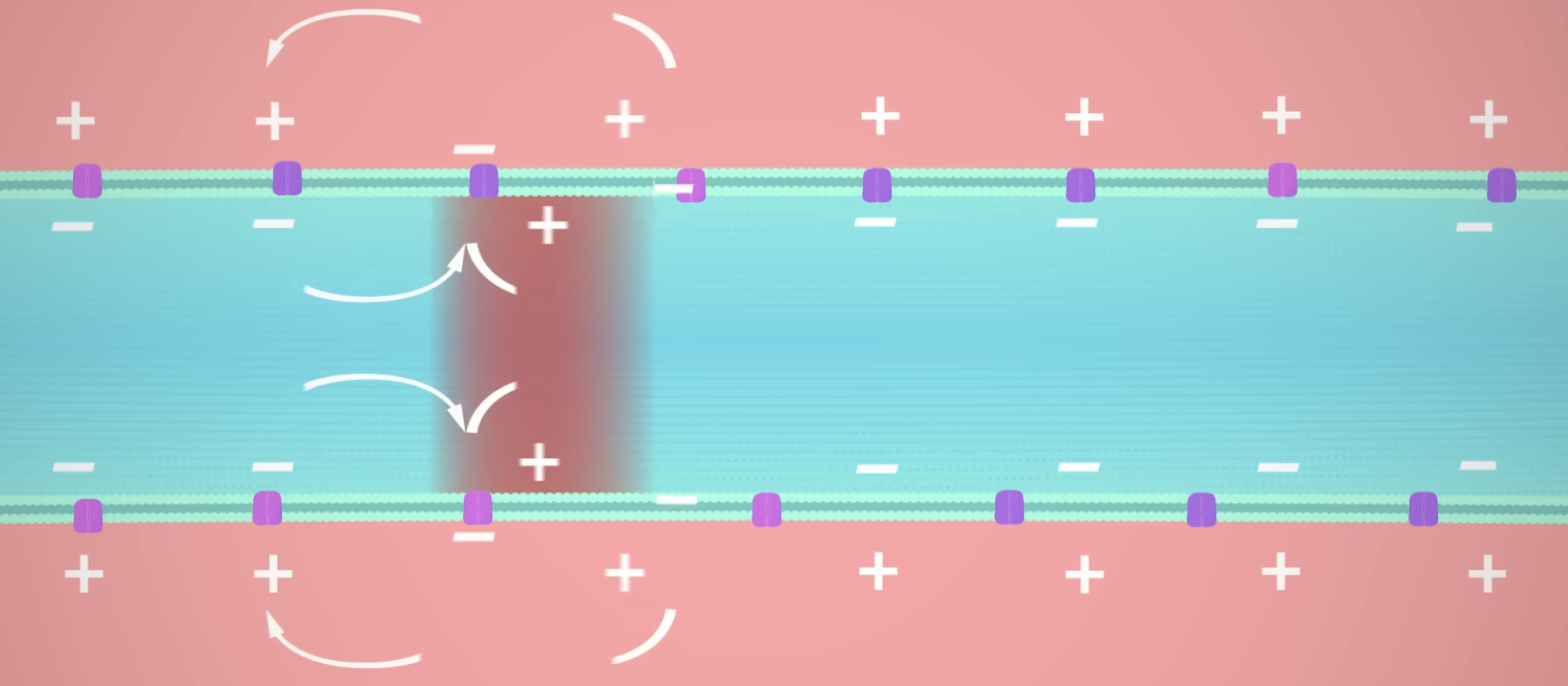 <ul><li><p>Sodium voltage-gated channels.</p></li><li><p>They are most abundant in the axon because this helps to propagate the local electrical signal down the axon.</p></li></ul><p></p>