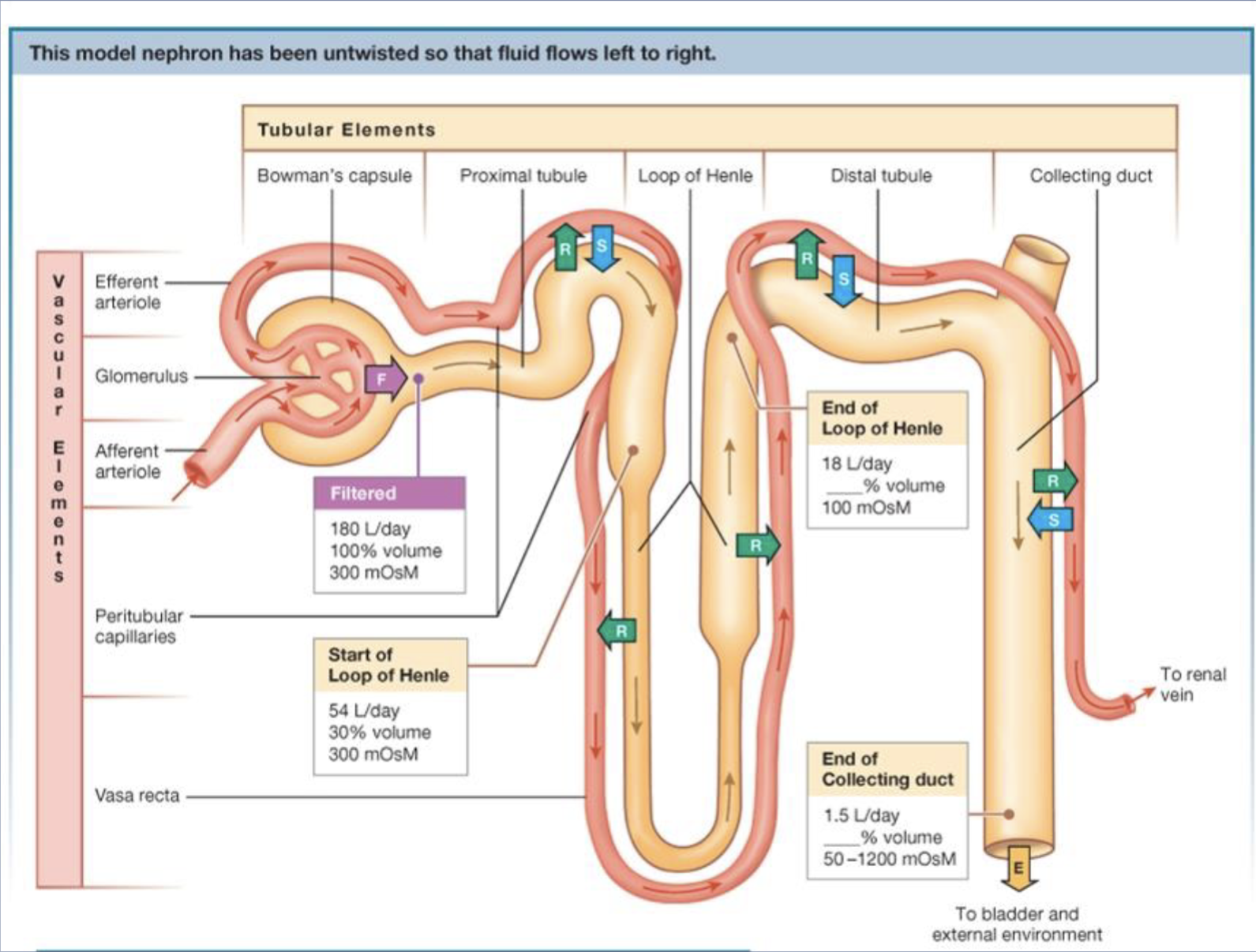<p>Blood vessels wrap around tubules → allows exchange (reabsorption &amp; secretion)</p>