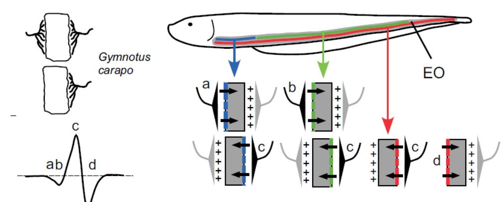 <ul><li><p>Non-contractile muscle (or nerve) has developed greater control over <strong>ion gradients</strong> (Na/K) in/out of the cell</p></li><li><p>These flat cells generate a real, but small, electrical differential</p></li><li><p>By stacking these cells in series, called <strong>electropaxes</strong>, the per-cell-charge (0.15V) can be amplified significantly</p></li><li><p>Electrophorus Eels can generate 600-800 volts</p></li></ul><p></p>