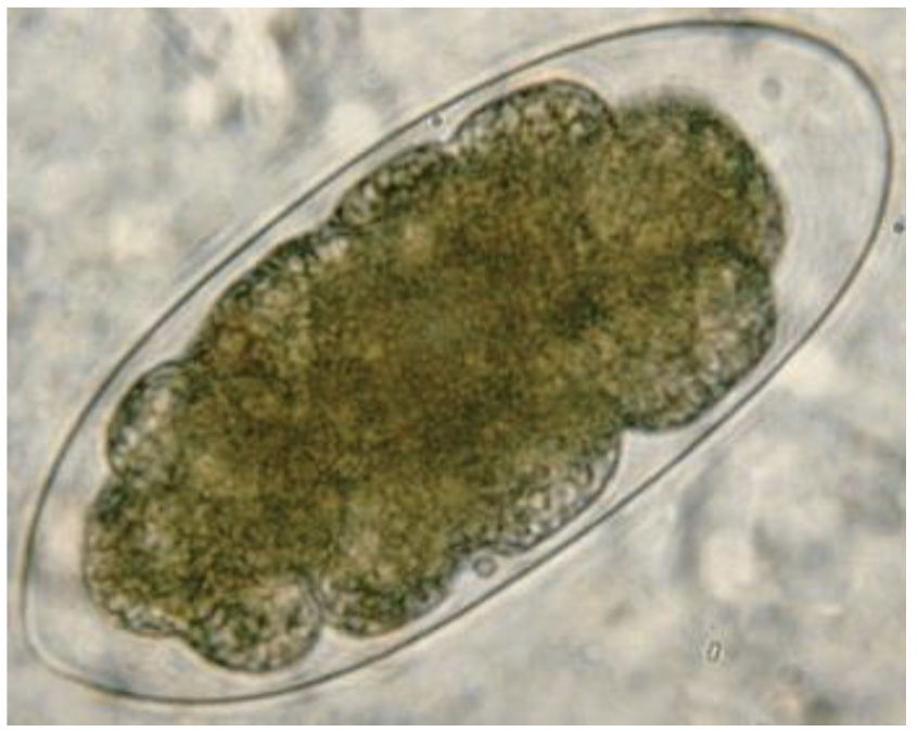 <p>what shape and structure/ characteristic does this egg have?</p>