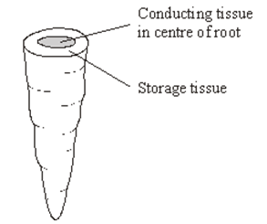 <p><span style="font-family: Arial, sans-serif; line-height: 115%;">The diagram shows a carrot </span></p><p><span>A group of students investigated the effect of sucrose concentration on the length of cylinders cut from a carrot.</span></p><p class="MsoNormal"><span style="font-family: Arial, sans-serif;">The students used a cork borer to cut cylinders from the carrot. Describe how the students should cut these cylinders to make sure that this was a fair test and would produce reliable results. (2) </span></p>