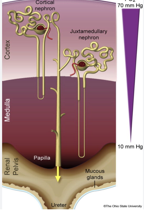 <ul><li><p>modify fluid composition functional inot of the kidney</p></li><li><p>80% in cortex (cortical nephron)</p></li><li><p>20% in extend into medulla (juxtamendullary nephron)</p></li><li><p>some dip deep into the medulla</p></li></ul><p></p>