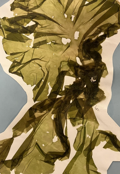 <p>common name</p>