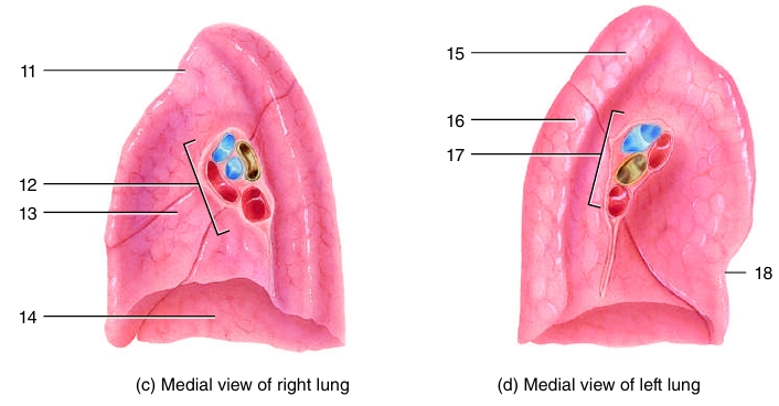<ol start="16"><li><p></p></li></ol><p></p>